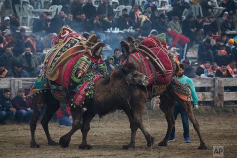  The Camel's Dilemma: A Turkish Folktale Exploring Greed and Gratitude!